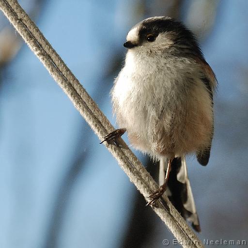 ENE-20080216-0009.jpg - [nl] Staartmees ( Aegithalos caudatus ) | Ommeren, Nederland[en] Long-tailed Tit ( Aegithalos caudatus ) | Ommeren, The Netherlands